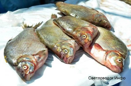 У СВІТЛОВОДСЬКУ ЯРМАРОК! У СВІТЛОВОДСЬКУ ЯРМАРОК!