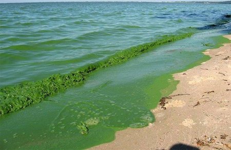 Через вміст важких металів та цвітіння водоростей вода у Дніпрі небезпечна для здоров'я