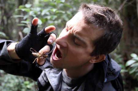 Как питаться насекомыми, если шашлык уже надоел