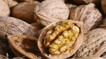 Орехи помогут предупредить развитие рака