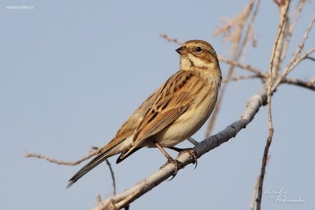 Какие птицы зимовали рядом с нами