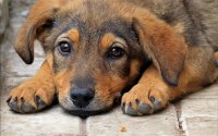 Петиция с требованием принять в России закон о животных собрала 200000 подписей