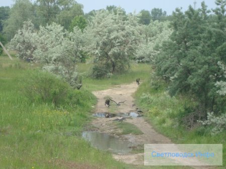 Весенняя прогулка