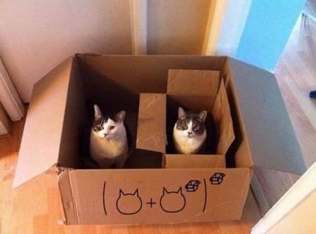 Погладь кота и обнови антивирус